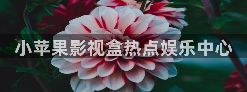 97国产精品视频人人做人人爱